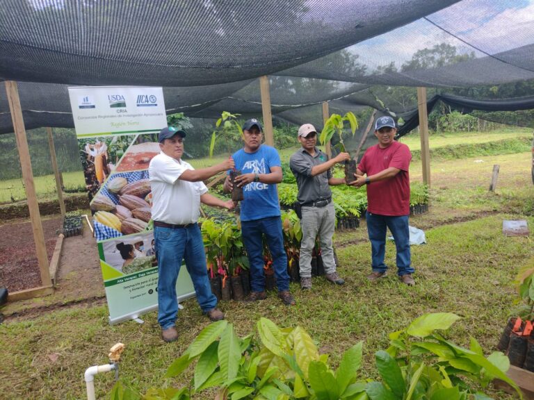 Entrega de plantas elite de cacao a asociaciones de productores