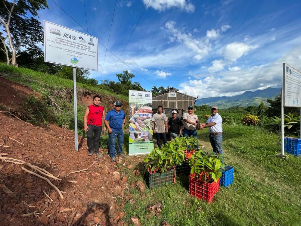 Jardín Clonal establecido en APODIP en Polochic