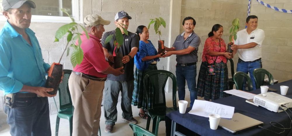 Entrega de plantas elite de cacao en APIDIP, Pinares Cahabon Alta Verapaz.