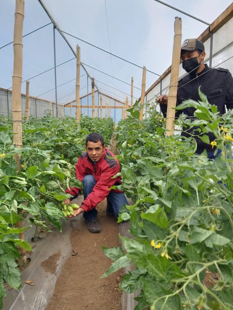 Robín en su parcela de tomate