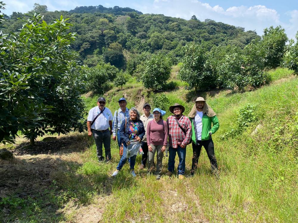 Analistas de Diagnóstico Fitosanitario de MAGA-VISAR en Finca 2 Bahías, tomando muestras para práctica de laboratorio con plagas de interés cuarentenario en Aguacate