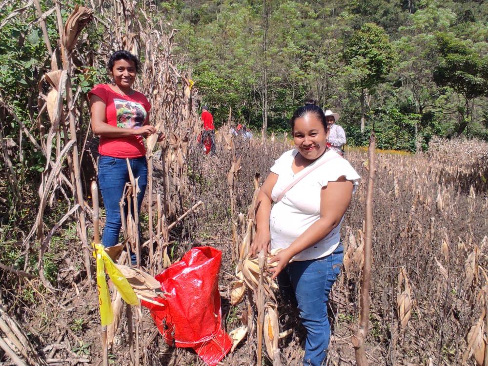 Productoras y productores conocen de primera mano las alternativas para mejorar sus cultivos de maíz.