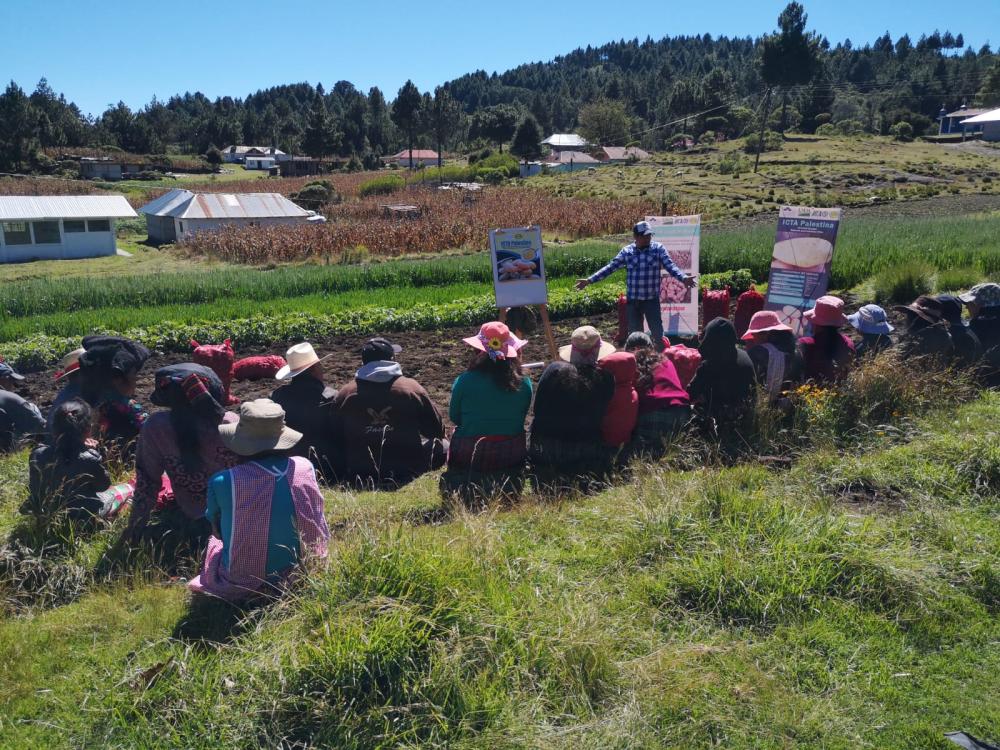 Productoras y productores asisten a promoción de nuevas variedades de papa.