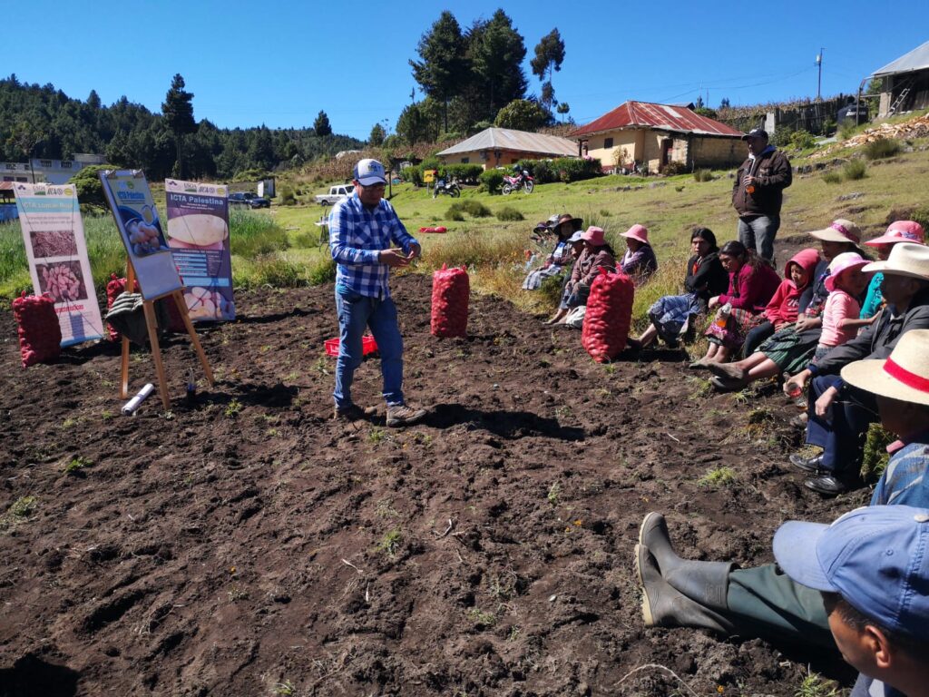 Productores de papa asisten a día de campo