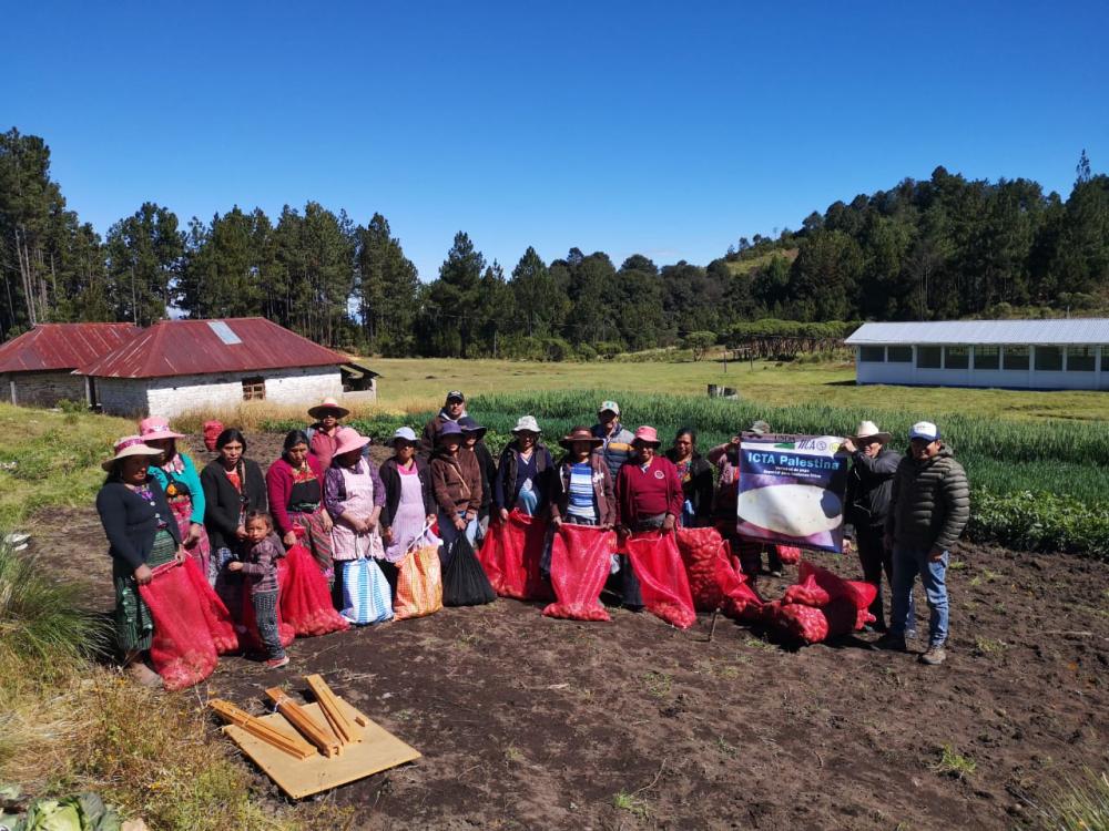 Más de 20 productores asisten a día de campo en donde se capacitan sobre las dos nuevas variedades de papa.