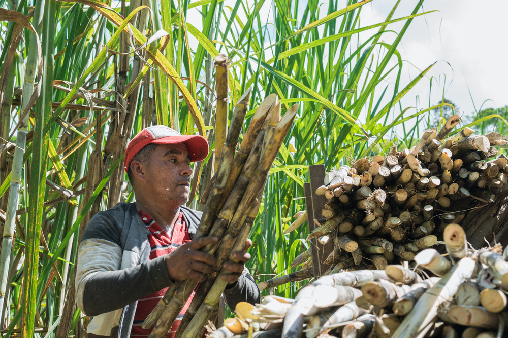 La ley, de 91 artículos, busca crear las condiciones para la transformación tecnológica del agro y la afirmación de su rol como motor del desarrollo económico y social para el país centroamericano. 