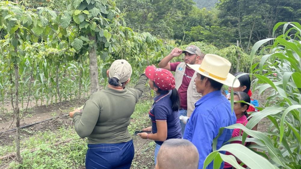 Productores conocen las bondades de las tecnologías para el cultivo de loroco.