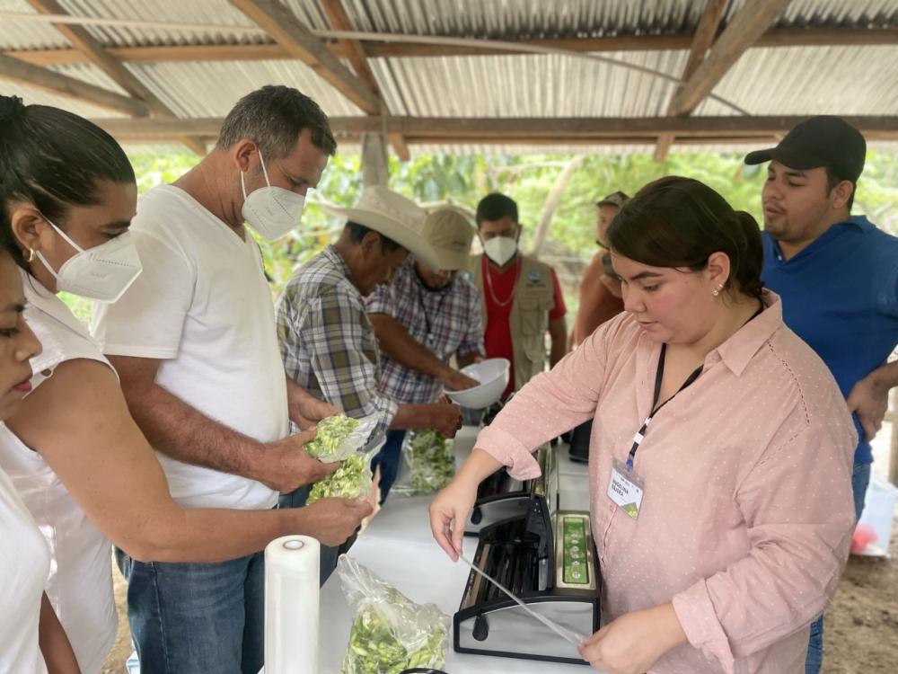 Productores de loroco, aprenden técnicas de industrialización para mejorar la comercialización de su producto.