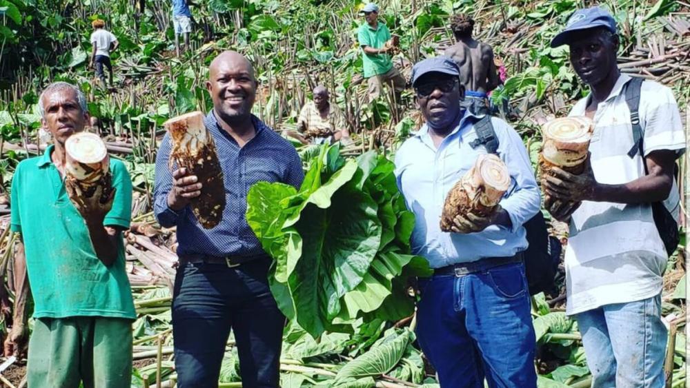 La hortaliza llamada taro o malanga fue declarada por las autoridades de San Vicente y las Granadinas como cultivo prioritario en este país por su gran valor nutricional y crecientemente demandada en los mercados internacionales. Su cadena de valor puede ser una herramienta fundamental para el desarrollo económico y social de la nación caribeña.