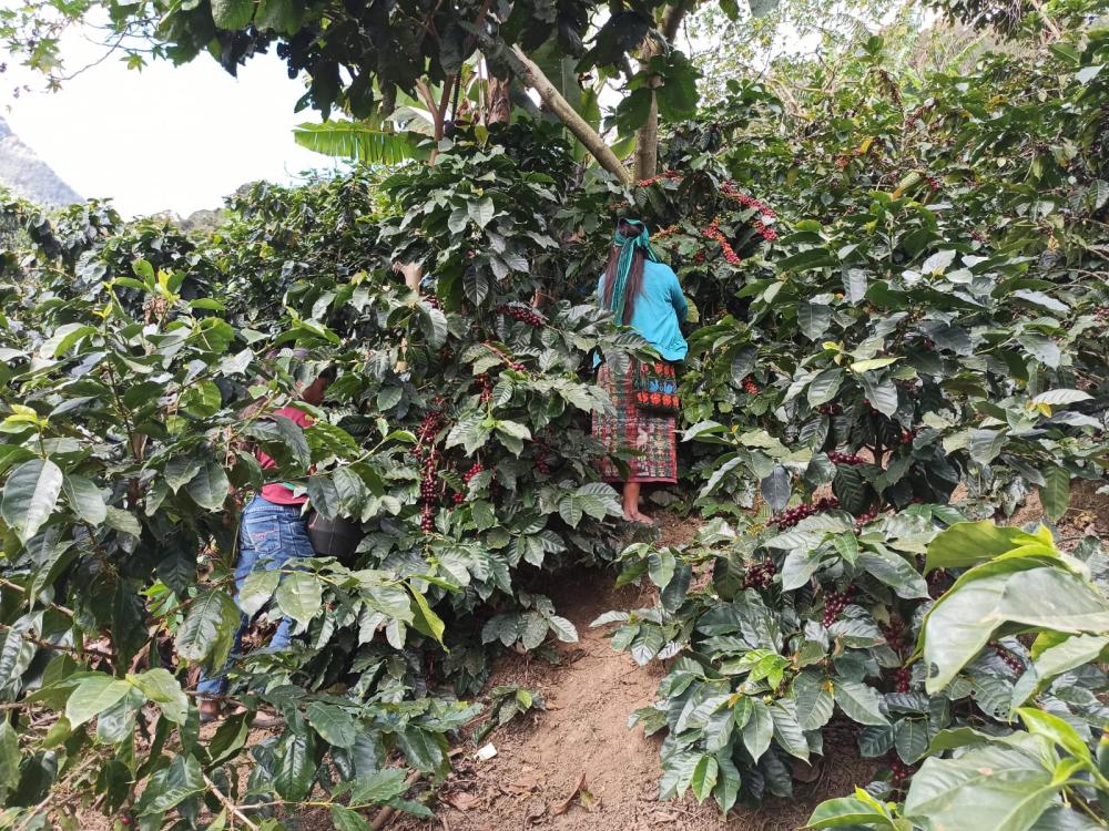 Visita a vitrina tecnológica de Las Mascaritas para toma de datos para plan de finca. Verificación del proceso de cosecha de café.