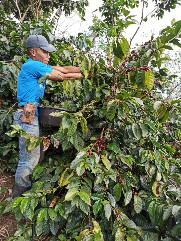 Verificación del proceso de cosecha de café en vitrina tecnológica de Las Mascaritas, Cubulco, Baja verapaz