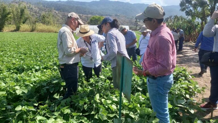 Evaluando daño causado por trips en frijol