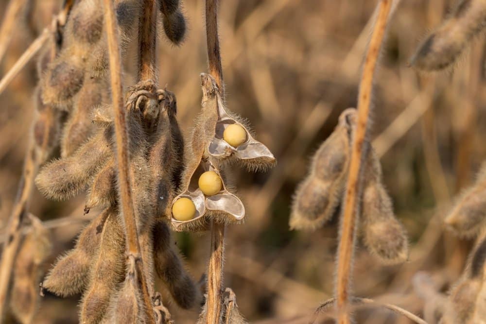 A Threat to Global Food Security