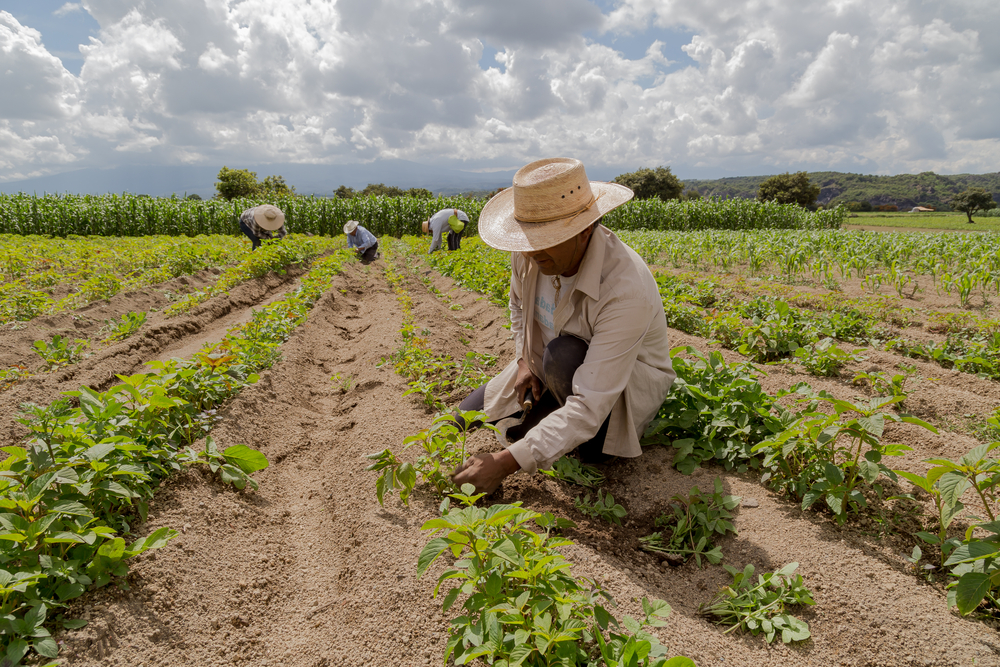 Many countries in the region are committed to advancing the development of biofuels, which contributes to reducing greenhouse gas emissions and fostering sustainable agricultural practices.