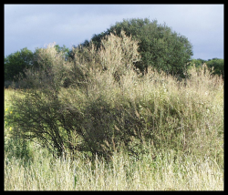 CEDRÓN ÁRBOL