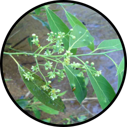 LAUREL NEGRO HOJA