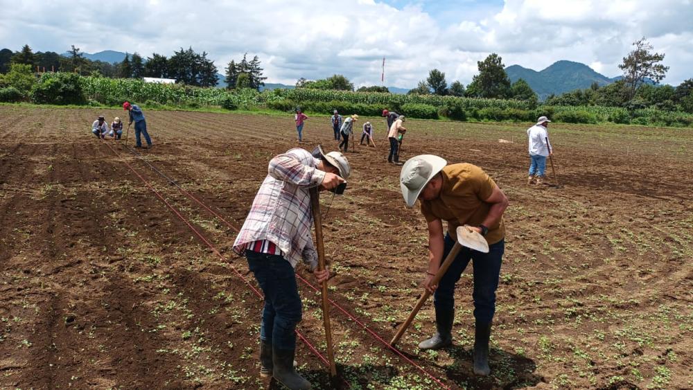 Becarios en campo experimental en ICTA Chimaltenango.