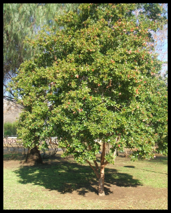 ARAZÁ ARBOL