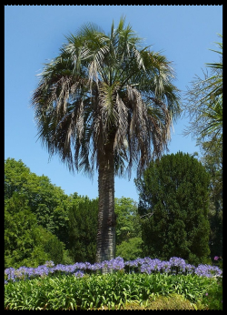 BUTIÁ ARBOL