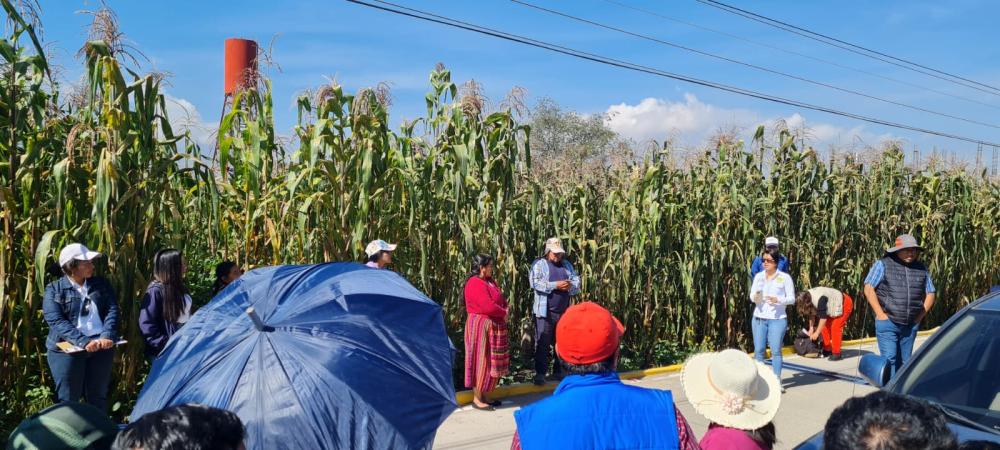 Productores de maíz cuentan con conocimientos para identificar plagas en su cultivo.