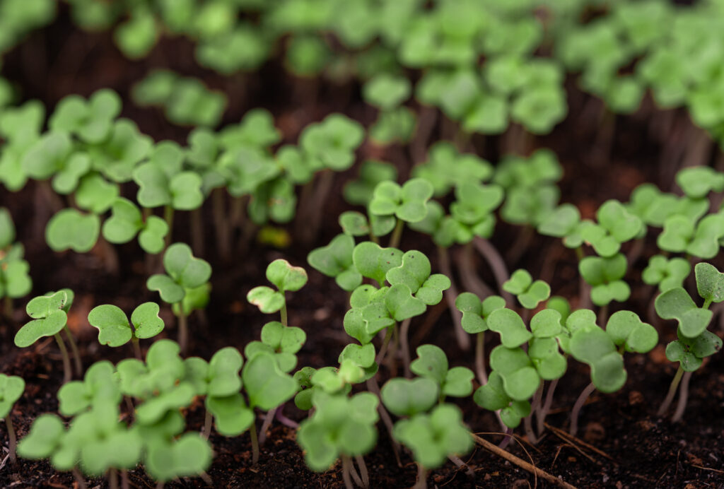 seedlings-in-the-planting-tray-2021-08-31-12-10-50-utc