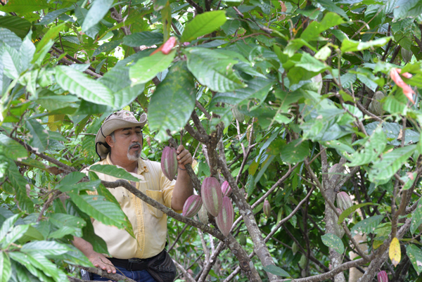 MEJORANDO EL DESARROLLO DE CAPACIDADES Y EL INTERCAMBIO DE CONOCIMIENTO PARA APOYAR EL MANEJO DE LOS NIVELES DE CADMIO EN EL CACAO EN AMÉRICA LATINA Y EL CARIBE PARA SU EXPORTACIÓN A LA REGIÓN EUROPEA