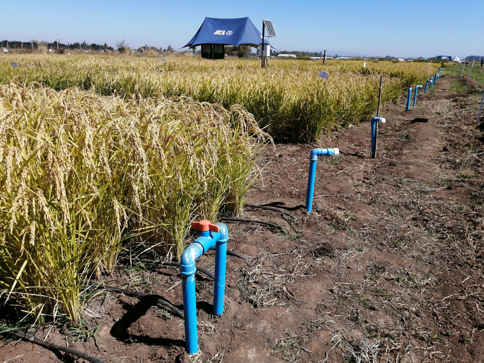 Actualmente, el INIA y el IICA desarrollan un proyecto en conjunto que prueba riego subterráneo y riego superficial por goteo en el arroz, realizado a diferentes distancias y profundidades.