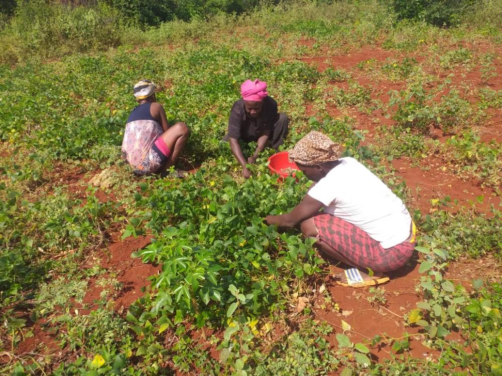 cerca del 70 % de los haitianos dependen de la agricultura, que consiste principalmente de agricultura de subsistencia a pequeña escala.