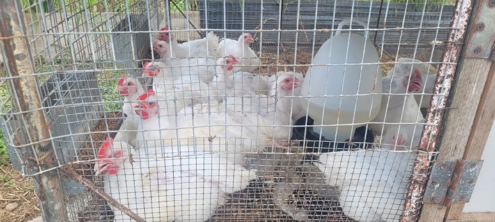 Poultry in Trinidad. (Photo: MALF)