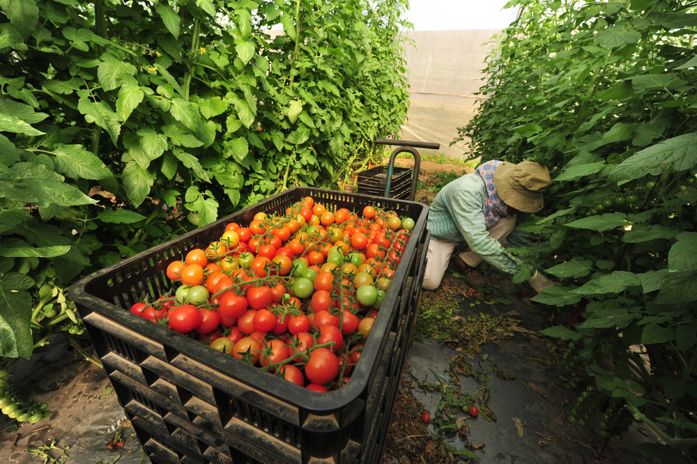 Produciendo con inocuidad, una plataforma de capacitación