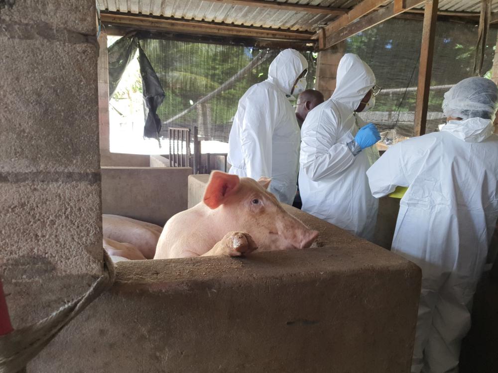 Esta es la primera vez que el proyecto realiza acciones en las granjas de los países caribeños para el diagnóstico temprano de esta enfermedad.