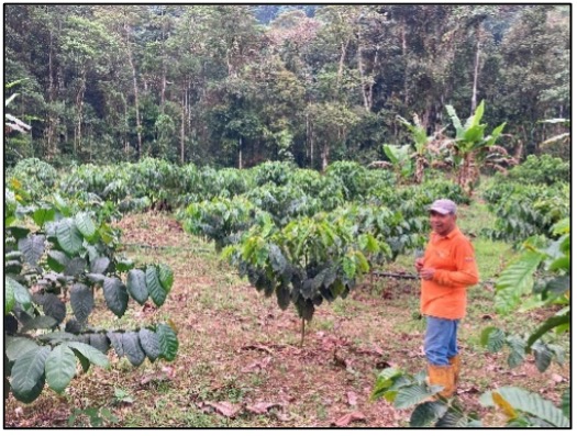 cultivos.de_.cafe_.mejorados.en_.calidad.aroma_.y.durabilidad.gracias.a.iica_.ecuador