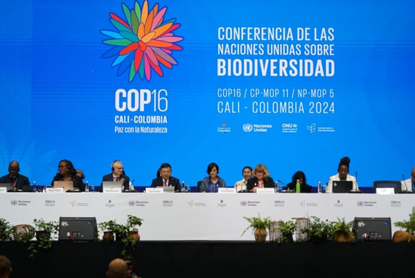 Primera sesión plenaria de la COP16 en Cali, Colombia.