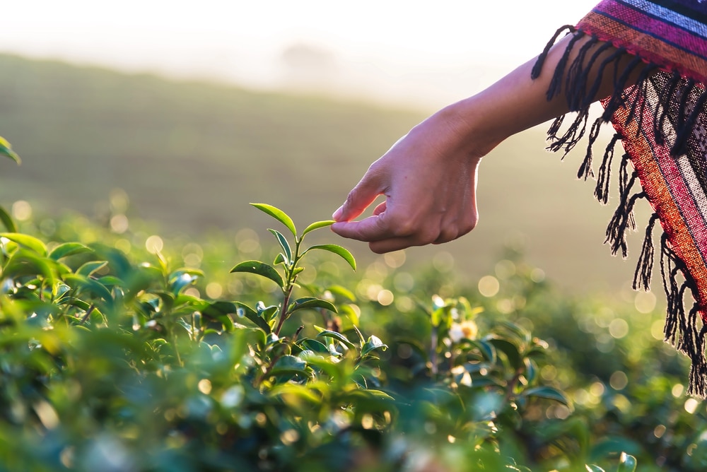 Imagen promocional del podcast “Cultivando Acción Climática”, una iniciativa del IICA, PLACA y el Banco Mundial que impulsa la Agricultura Climáticamente Inteligente en América Latina, con enfoque en sostenibilidad, resiliencia y seguridad alimentaria.