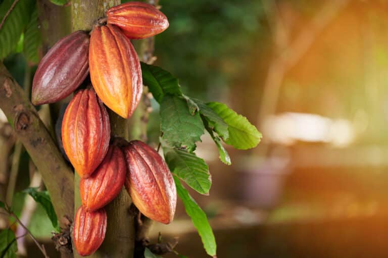 Mata de cacao en árbol.