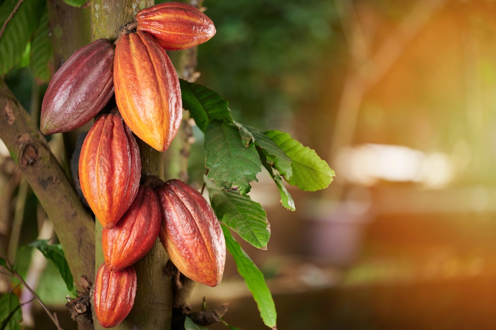 Mata de cacao en árbol.
