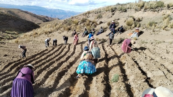 Siembra de una parcela de papa