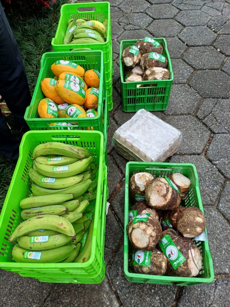 Donación de productos agrícolas libres de pesticidas del CATIE al IICA, que incluye plátano verde, papaya, malanga y huevos, destinados a comedores escolares de centros educativos de Coronado como parte de una iniciativa de responsabilidad social.